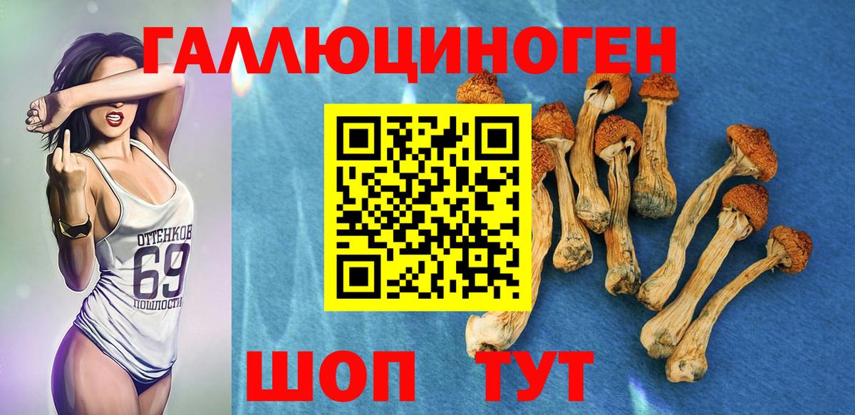 Галлюциногенные грибы Psilocybine cubensis Рязань